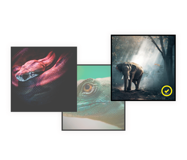 How_to_start_a_Wildlife_photography_business